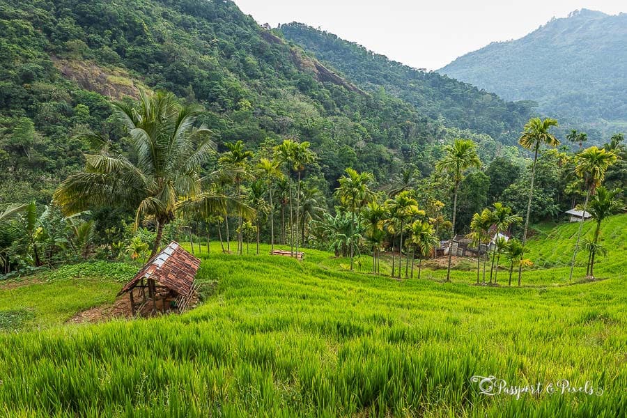 Rural landscape near Anamaduwa, Sri Lanka