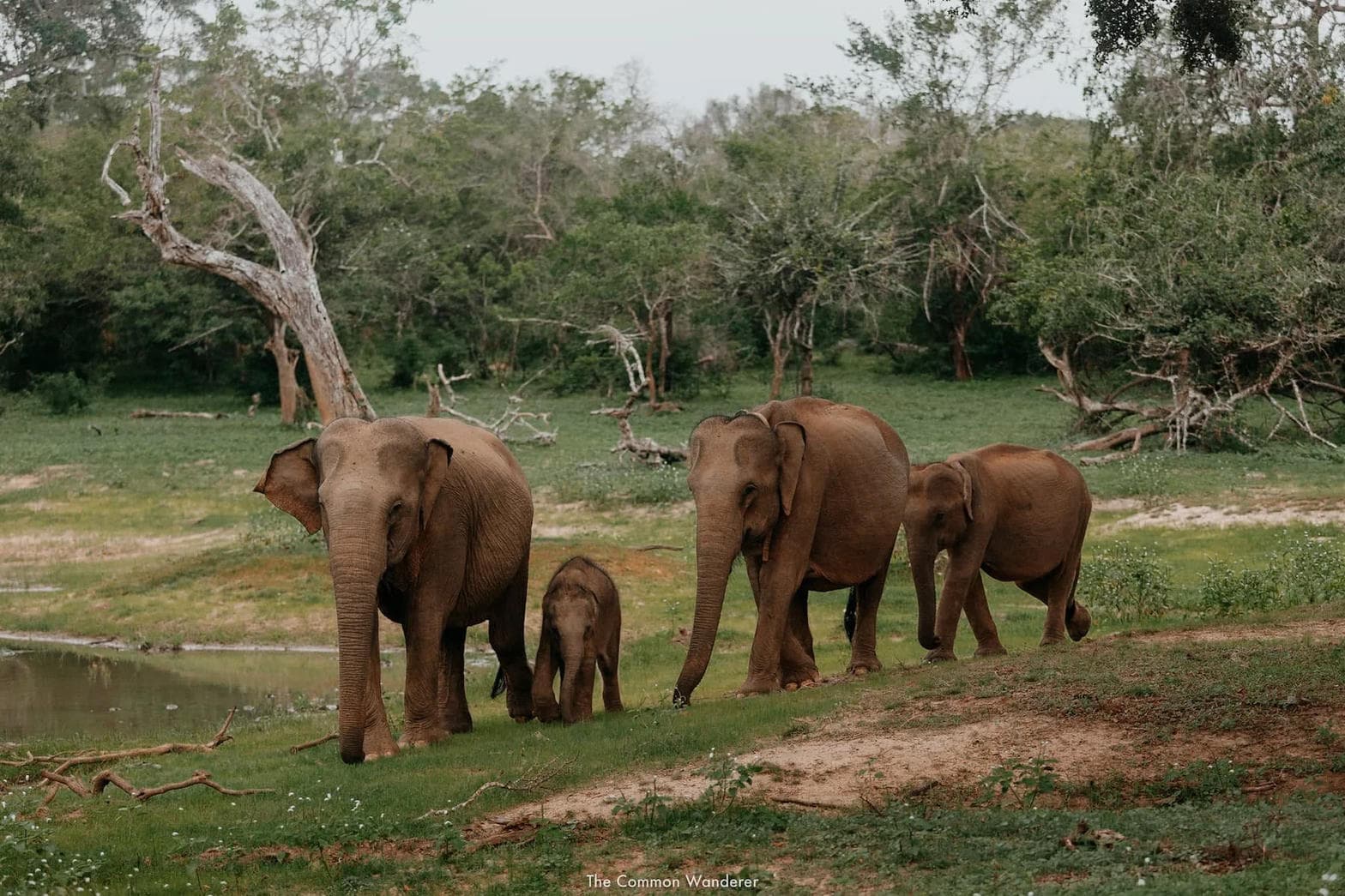 Wildlife near Yala, southern Sri Lanka