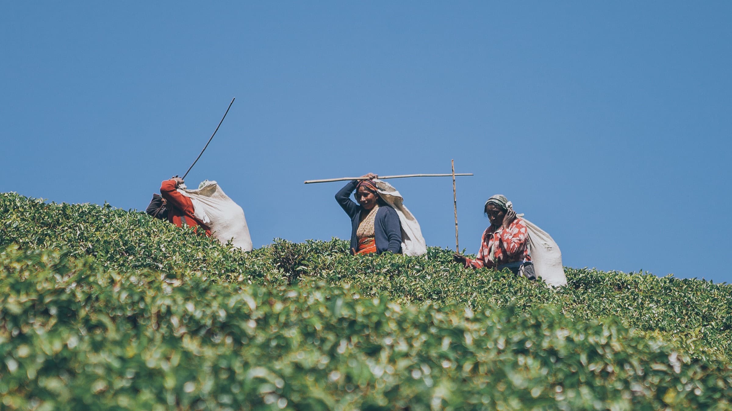 Tea workers harvesting leaves on a Sri Lankan hillside