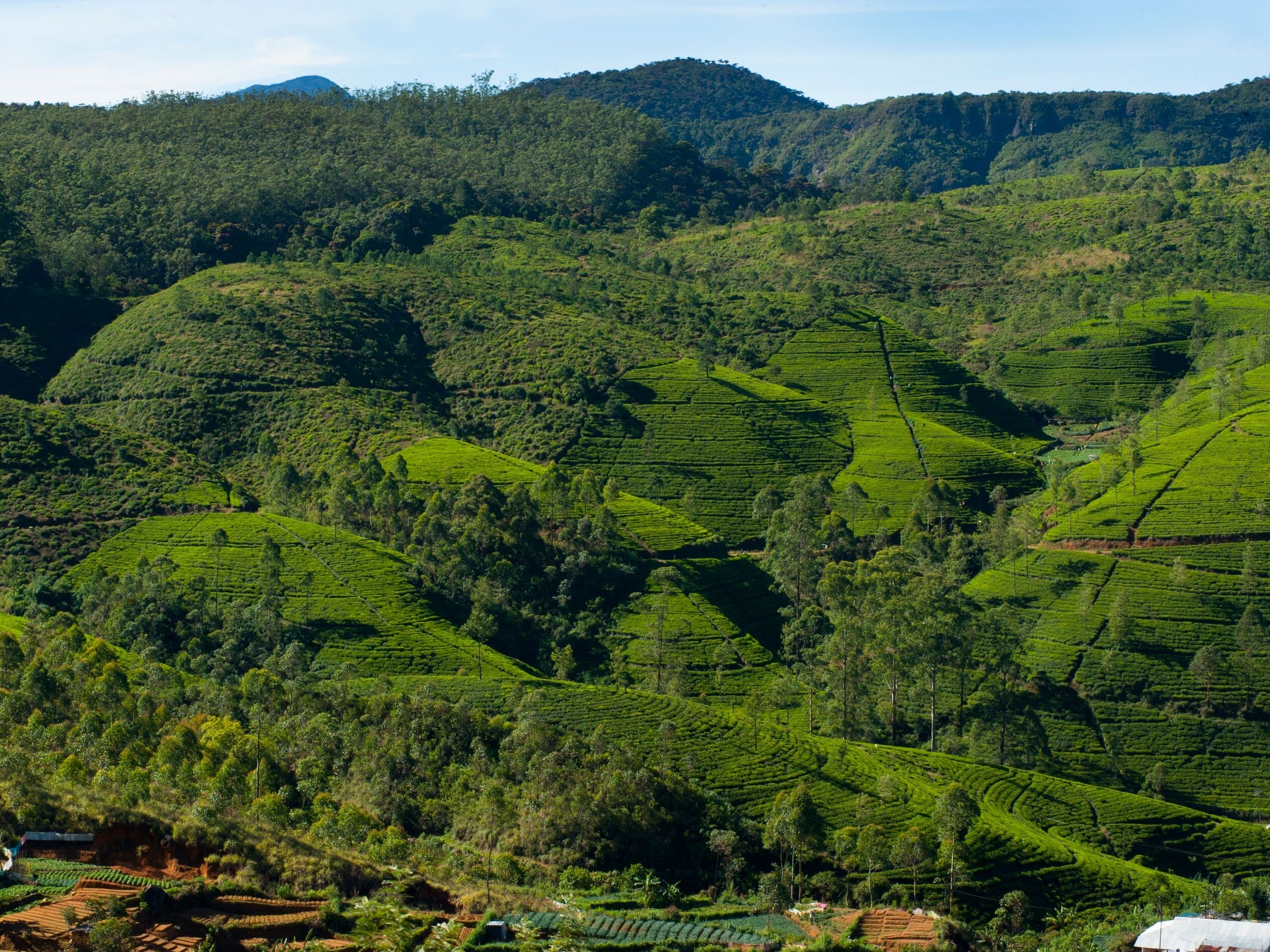 Tea plantations covering the hills around Nuwara Eliya