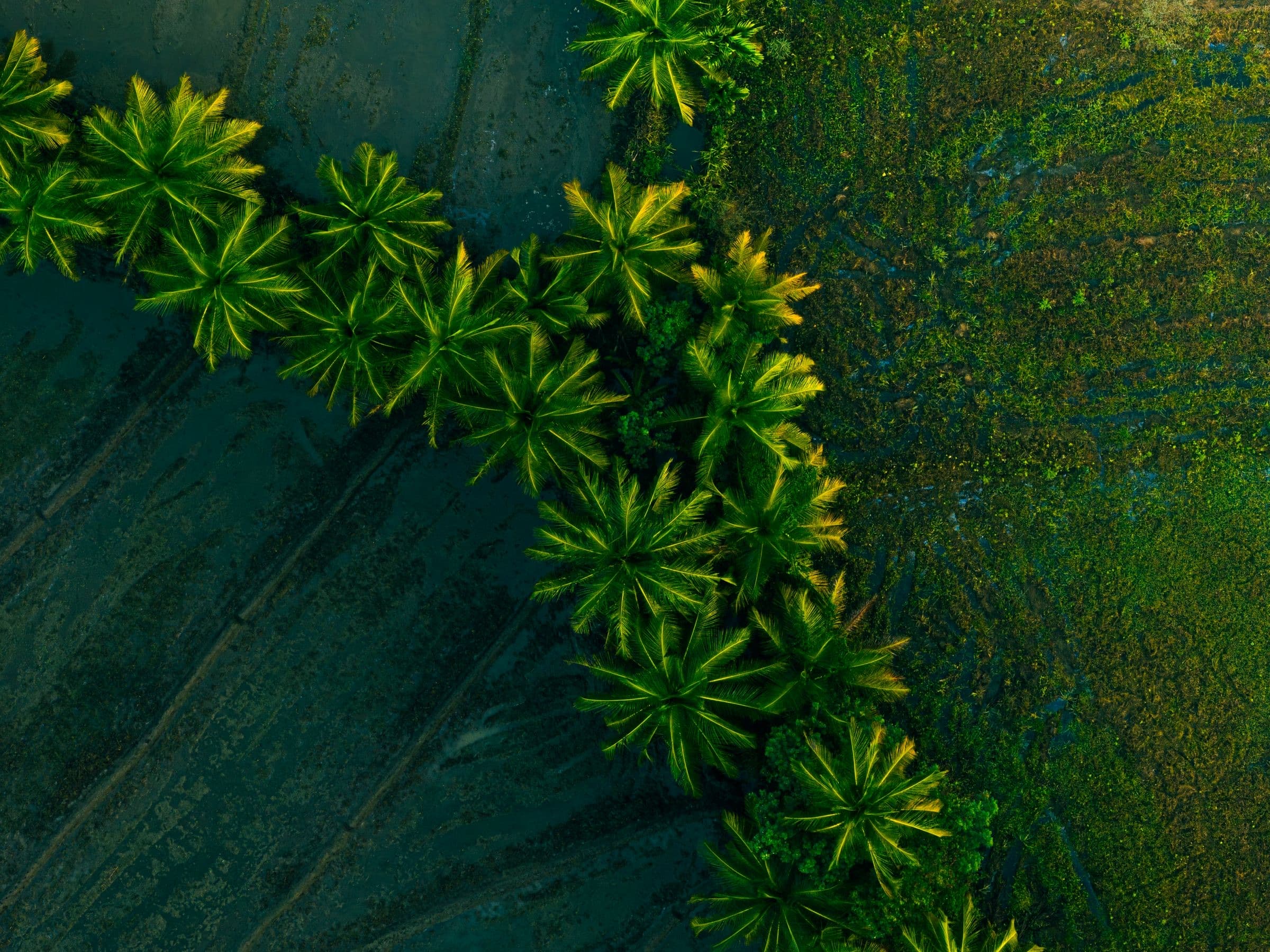 Aerial view of coconut palms bordering Sri Lankan farmland