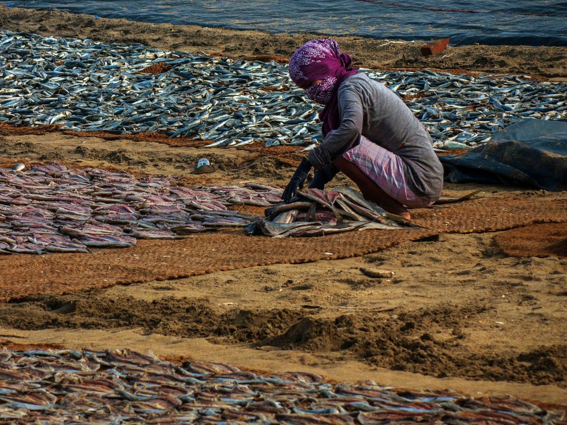 A fish seller sorting the fresh catch at a Sri Lankan coastal market
