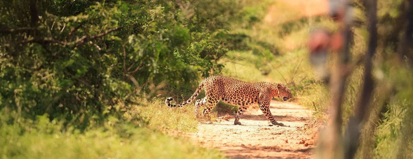 Leopard in Yala National Park, Sri Lanka