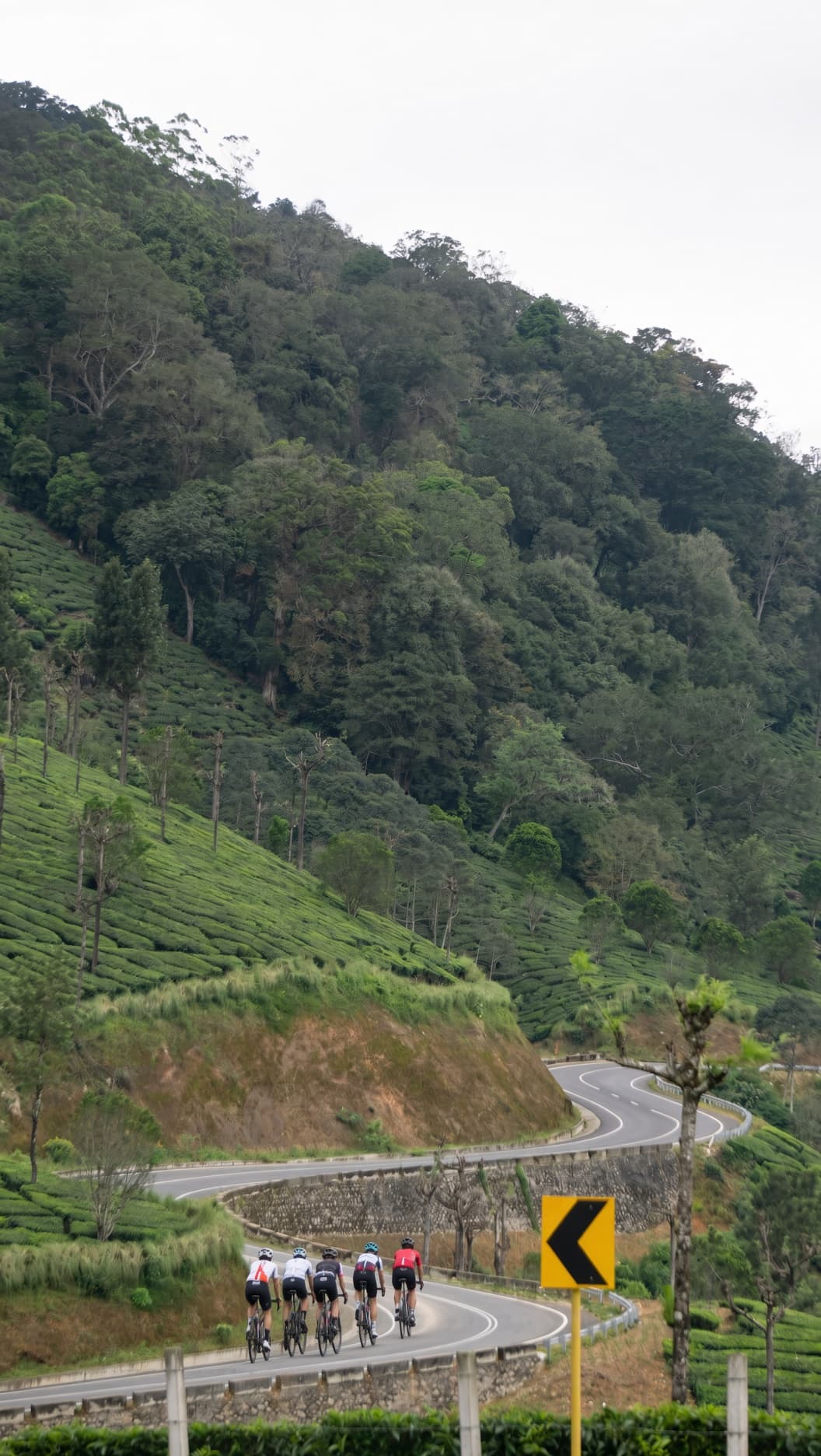 Group of cyclists riding through Sri Lanka's tea country