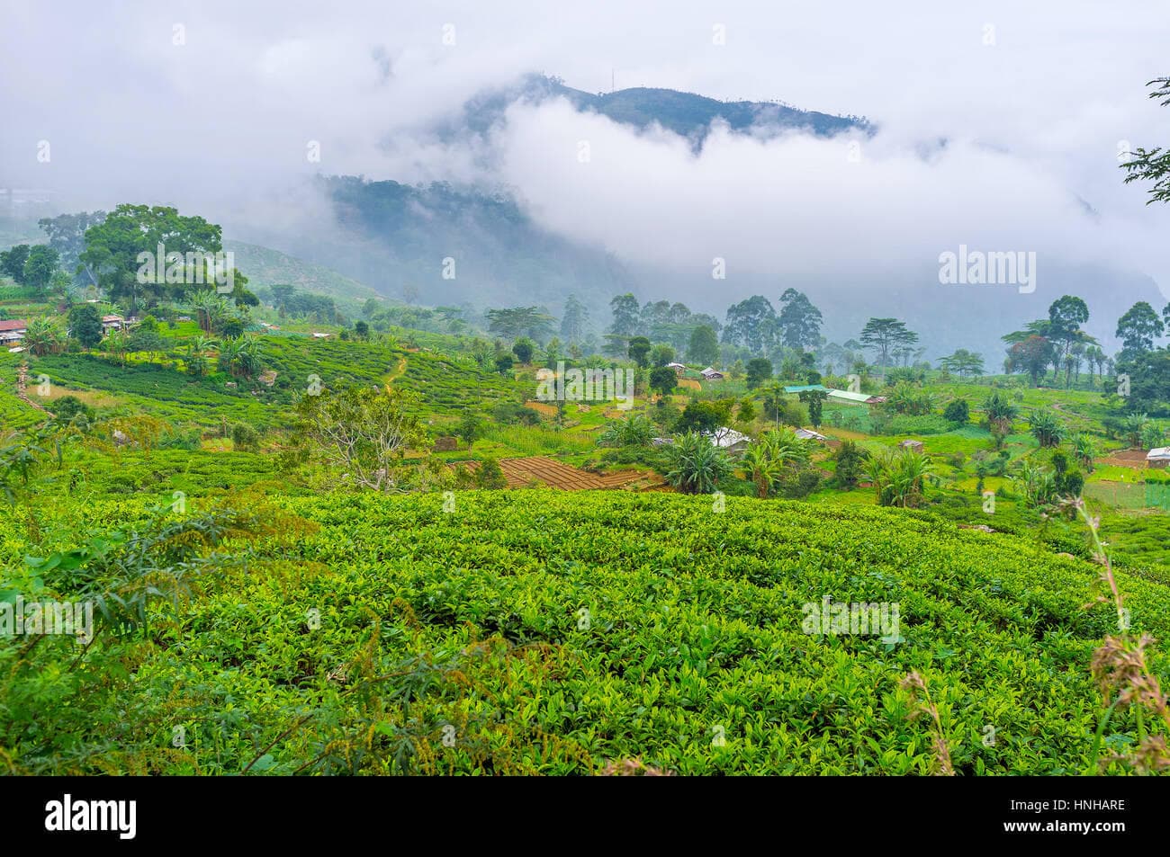 Misty highland hills near Mini World’s End, Knuckles region