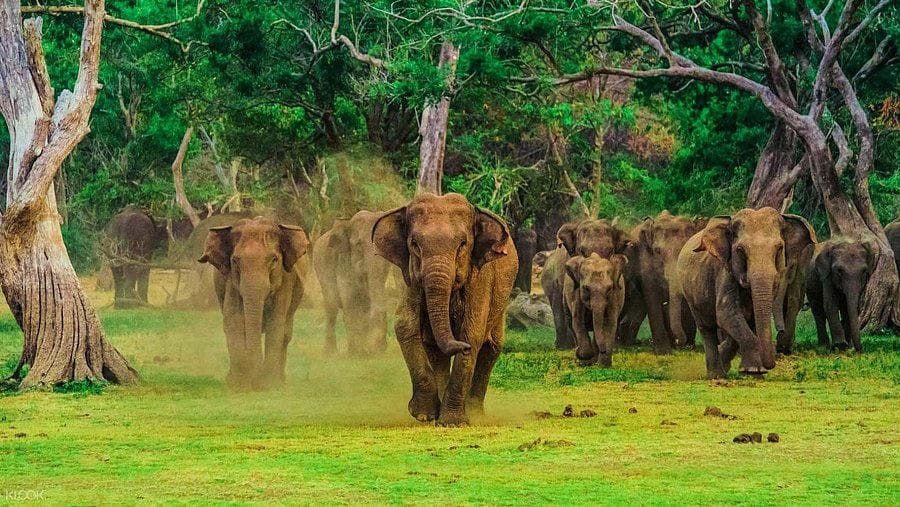 Elephant herd in Udawalawe National Park