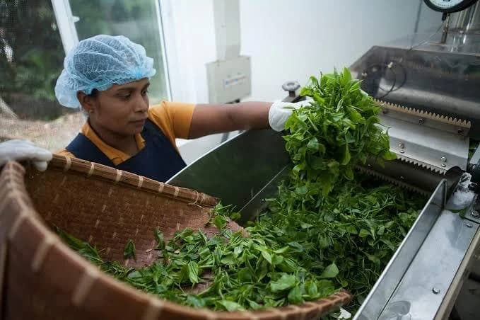 Tea leaves being processed in a Ceylon tea factory