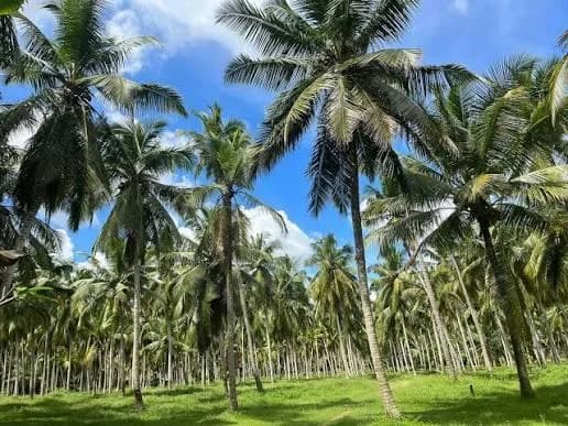 Coconut palms in the Nattandiya countryside