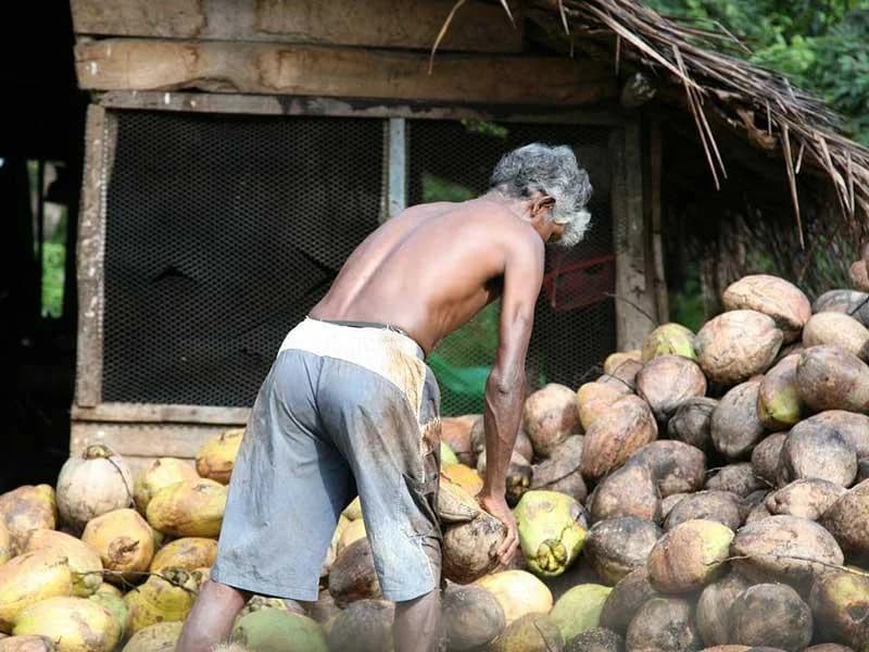 Worker husking coconuts at a Sri Lankan coconut-processing operation