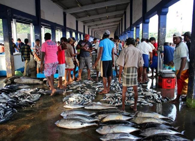 Fresh catch and traders at a Sri Lankan coastal fish market
