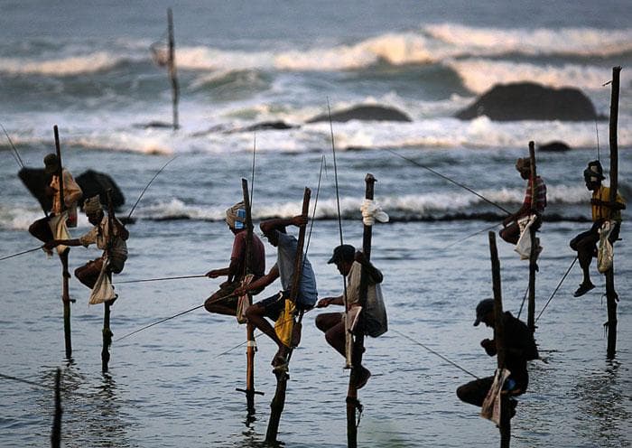 Stilt fisherman at Weligama, Sri Lanka