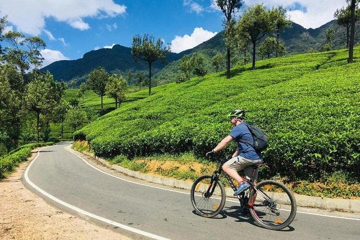 Cyclist riding past a tea plantation in Sri Lanka's hill country