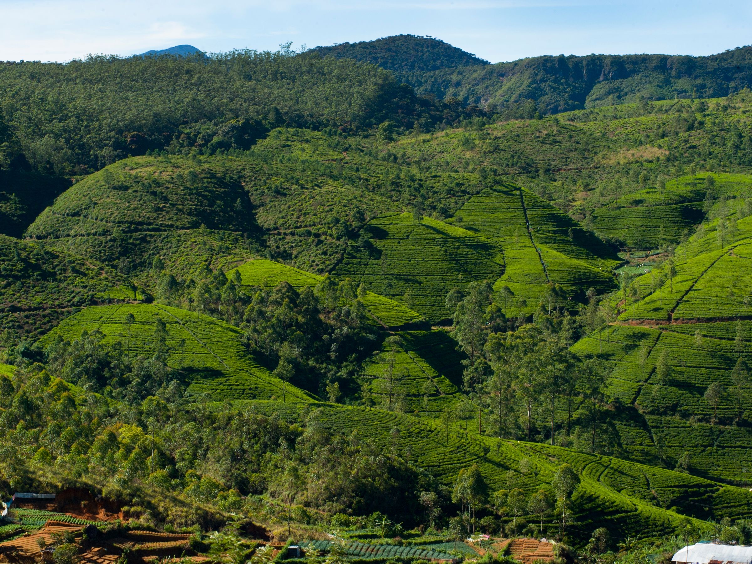 Tea-covered hills near Nuwara Eliya