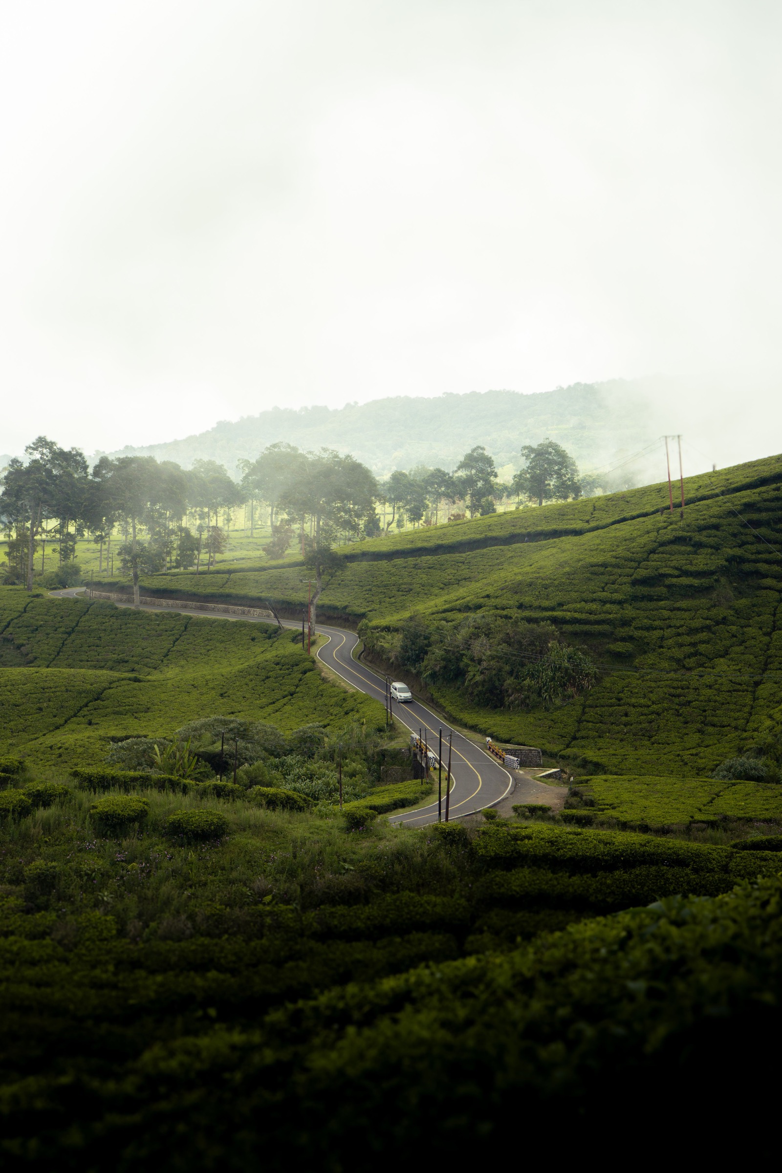 A road climbing through tea estates near Haputale, disappearing into the mist