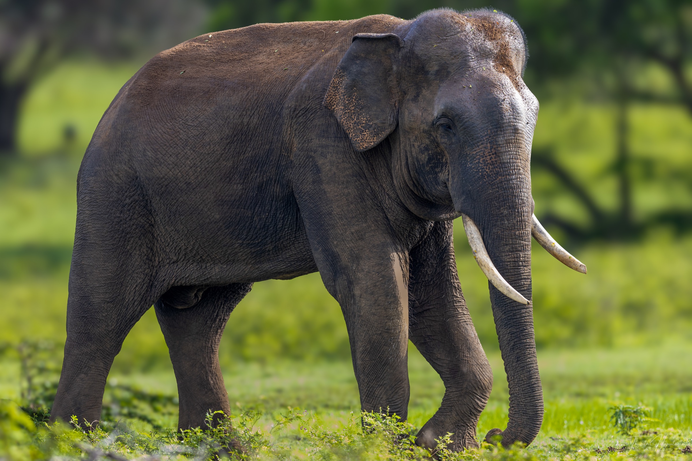 A wild elephant walking through grassland in Yala